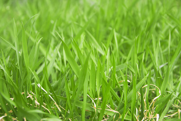 Bright summer landscape with natural green grass, abstract natural background