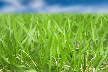 Bright summer background landscape of natural green grass and a blurred blue sky