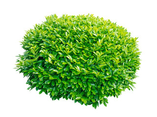 Fototapeta na wymiar Green laurel decorative shrub