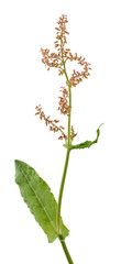 Common sorrel leaves and flowers