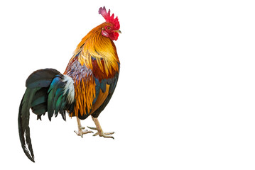 A colorful rooster standing isolated on the white background.