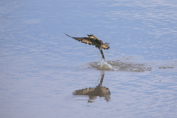 European Bee Eater catching insects on the surface of a pond