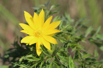 Flower of Adonis wolgensis