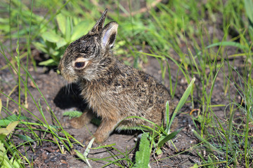 Baby of european hare sitting among grass