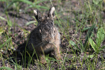 Baby of european hare sitting among grass