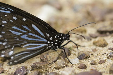 butterflies swarm eats the minerals in the soil, Pang Sida, Sa Kaeo, Thailand.