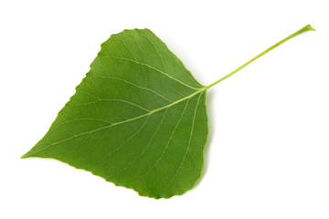 Green poplar leaf - obrazy, fototapety, plakaty