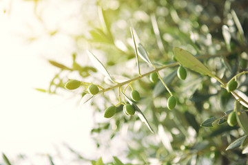 Olive tree in Italy, harvesting time, sunset. Olive trees garden, detail.