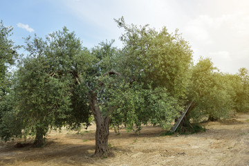 Old olive tree in Italy. Beautiful calm mediterranean landscape. Olive trees garden. Olive tree...