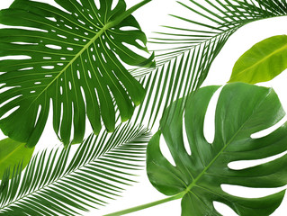 Green tropical leaves on white background