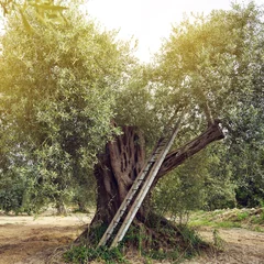 Store enrouleur Olivier Olive tree garden. Mediterranean olive plantation ready for harvest