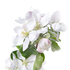 Obraz premium Apple blossoms. Blooming apple tree branch with large white flowers isolated on white background. Flowering.