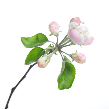 Apple blossoms. Blooming apple tree branch with large white flowers isolated on white background. Flowering.