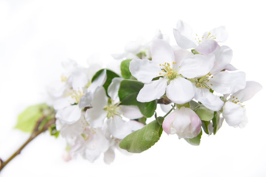 Apple blossoms. Blooming apple tree branch with large white flowers. Flowering.
