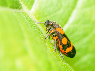 Red And Black Beetle On Leaf