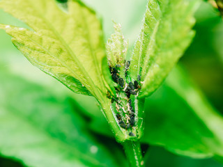 Aphid (Plant Lice, Greenflies, Blackflies or Whiteflies) Infestation Of Garden Plants