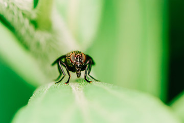 House Fly Macro On Leaf