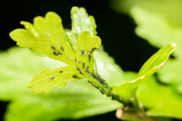 Aphid (Plant Lice, Greenflies, Blackflies or Whiteflies) Infestation Of Garden Plants