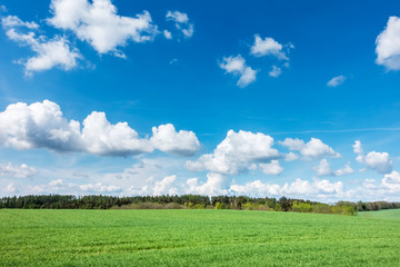 Obraz premium Spring landscape with green meadow, forest and blue sky