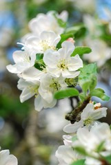 Flowering apple tree in the garden