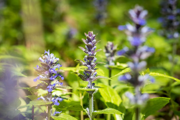 Close-up shot of blue Ajuga flowers