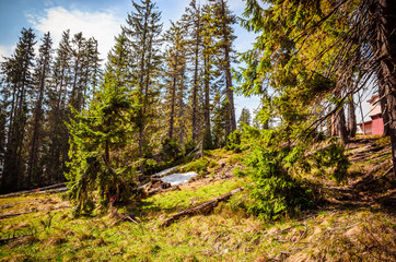 Spring forest panorama of Ukrainian Carpathians. Wonderful natural background.