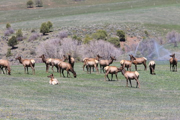 Naklejka na ściany i meble elk herd in Colorado early May 2017