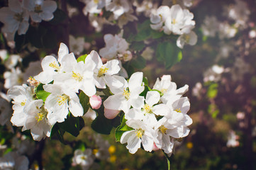 Obraz premium Blooming garden. Close-up flowers on tree. Spring concept. Soft focus.