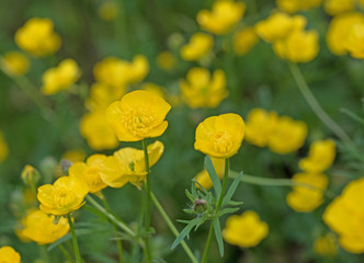 Scharfer Hahnenfuß, Ranunculus acris