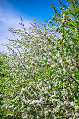 Blooming garden. Close-up flowers on tree against blue sky. Spring concept