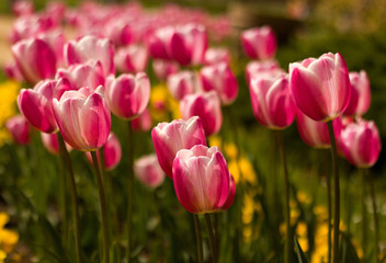 Beautiful pink tulips in the park