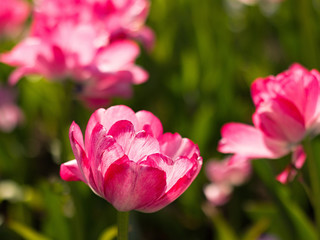 Beautiful pink tulips in the park