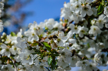 Honeybee collecting nectar from flowers of the cherry tree