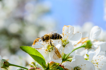 Honeybee collecting nectar from flowers of the cherry tree