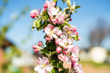 Beautiful blooming apple tree in spring