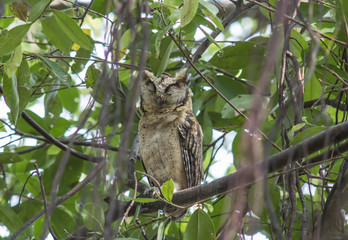 Collared Scops Owl