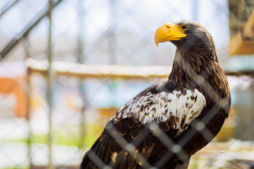 Bald eagle
