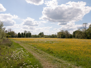 a pathway through a peaceful summer countryside scene with buttercup fields outside in the uk england and essex