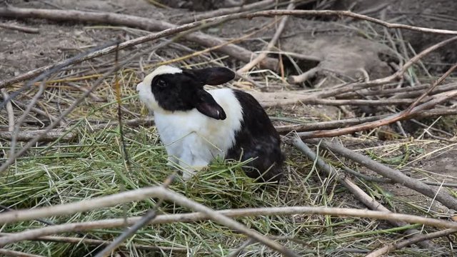 Bunny eating grass
