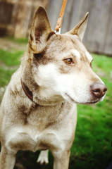 Beige mongrel dog on a leash stands on the grass.