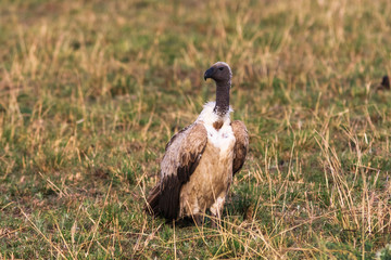 Scavengers of savanna. Masai Mara, Kenya