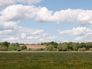 Obraz premium a lush summer field outside in the country in the uk in essex of england with no people and farmland