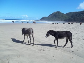 Beach donkeys