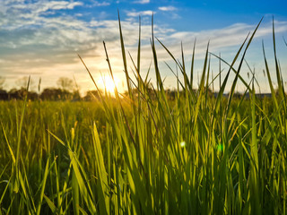 Beautiful evening sunset over green field