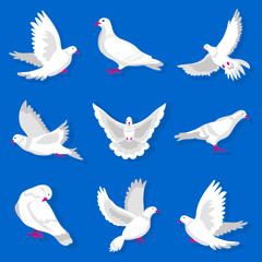 White cartoon pigeon with red beak and paws illustrations set