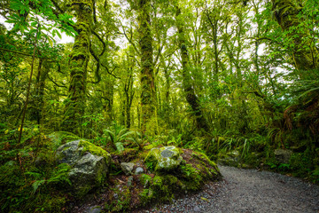 Track at the Chasm Fall, Fiordland National Park, Milford Sound, New Zealand
