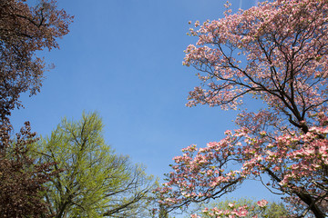 Blue sky and the tops of blossoming trees in the park. empty space for your text