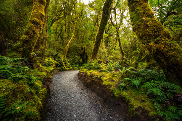 Track at the Chasm Fall, Fiordland National Park, Milford Sound, New Zealand