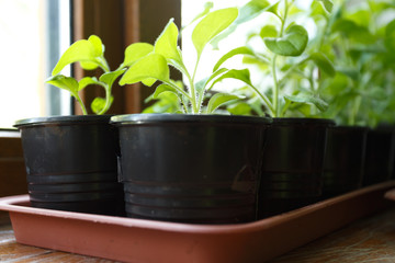 Pitunia seedlings in plastic flower pots