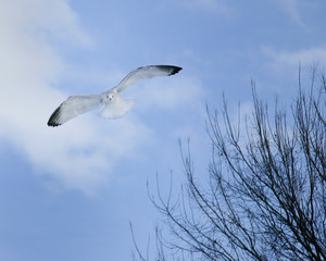 Lone Seagull in flight